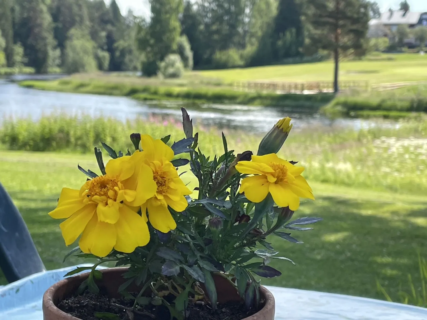 Upplev Nordanstig CEU Hassela Golf Club