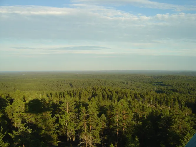 View over forest and Bottenhavet in the horizon