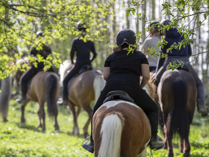 Colour picture - Group of horseback riders out in the forest summer landscape