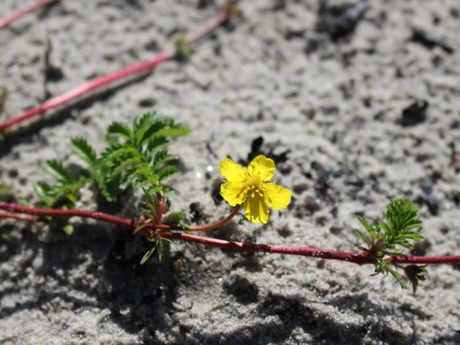 Gul blomma på havsstrand.