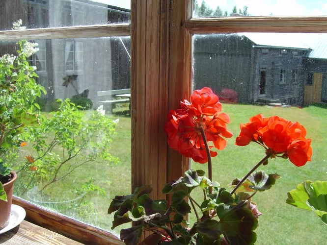 Red geranium in a window overlooking the courtyard.