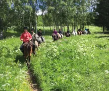 Islandshästar Ryttare på rad ridande på islandshästar. Grönskande landskap och lövskog i bakgrunden.