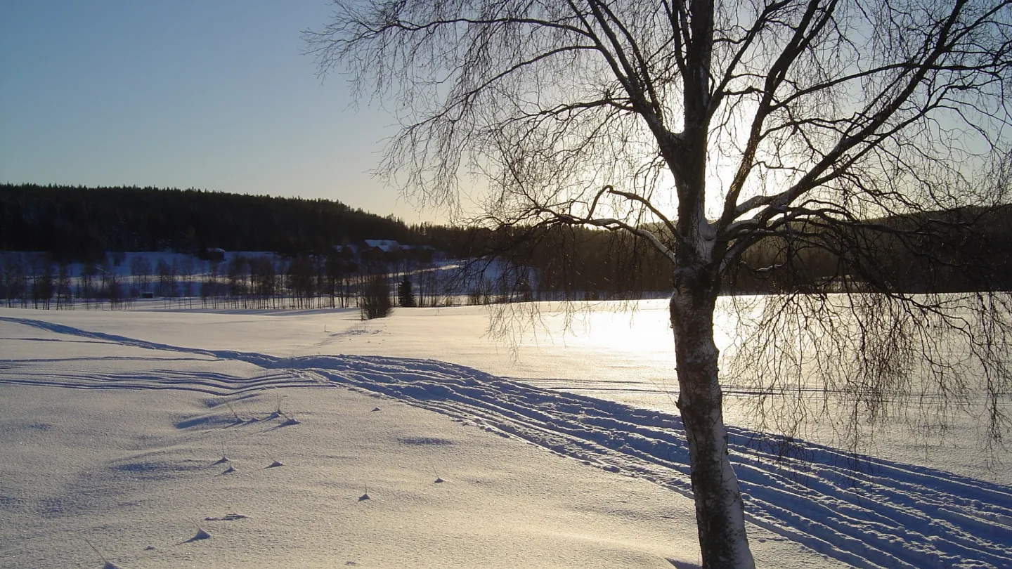 Solsken i vinterlandskap