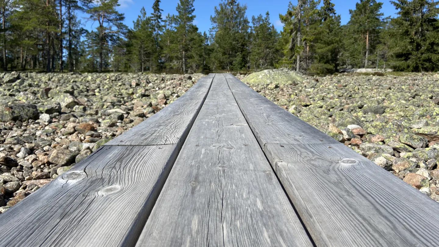 Grå språng på rullsten