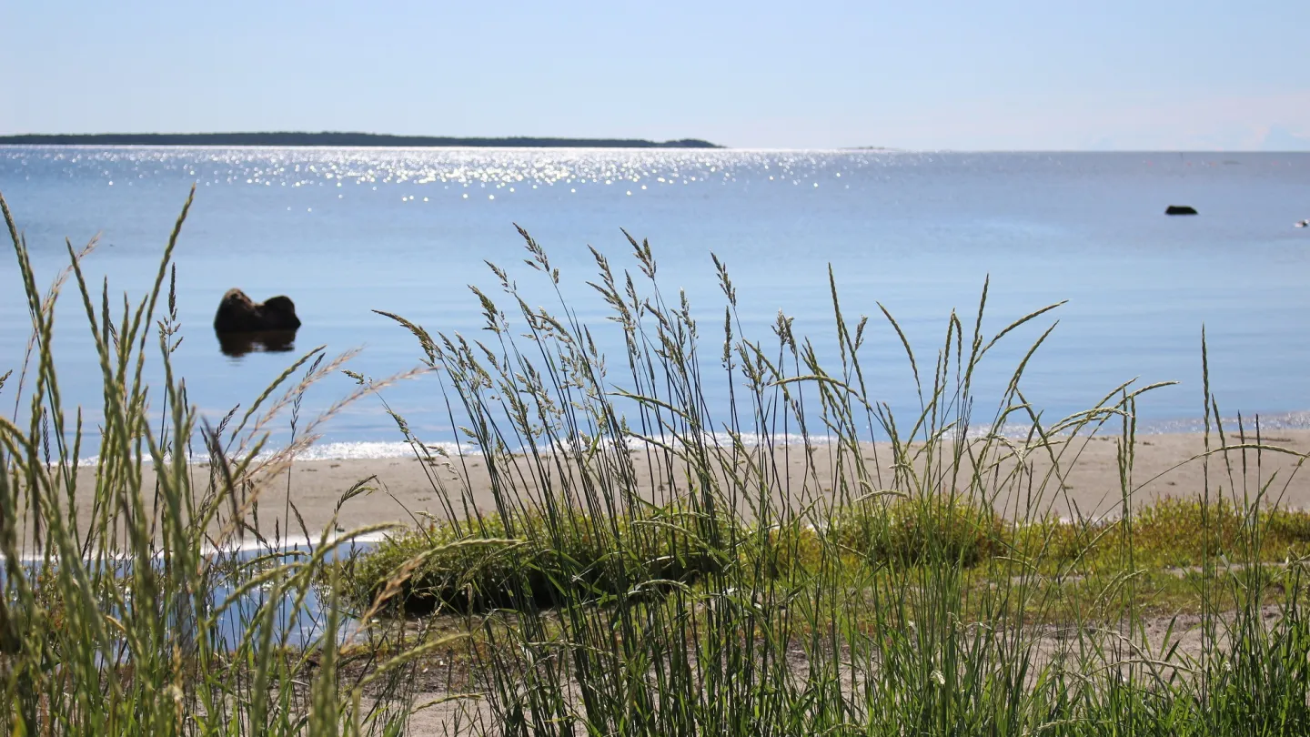 Havsstrand med sjögräs i förgunden.