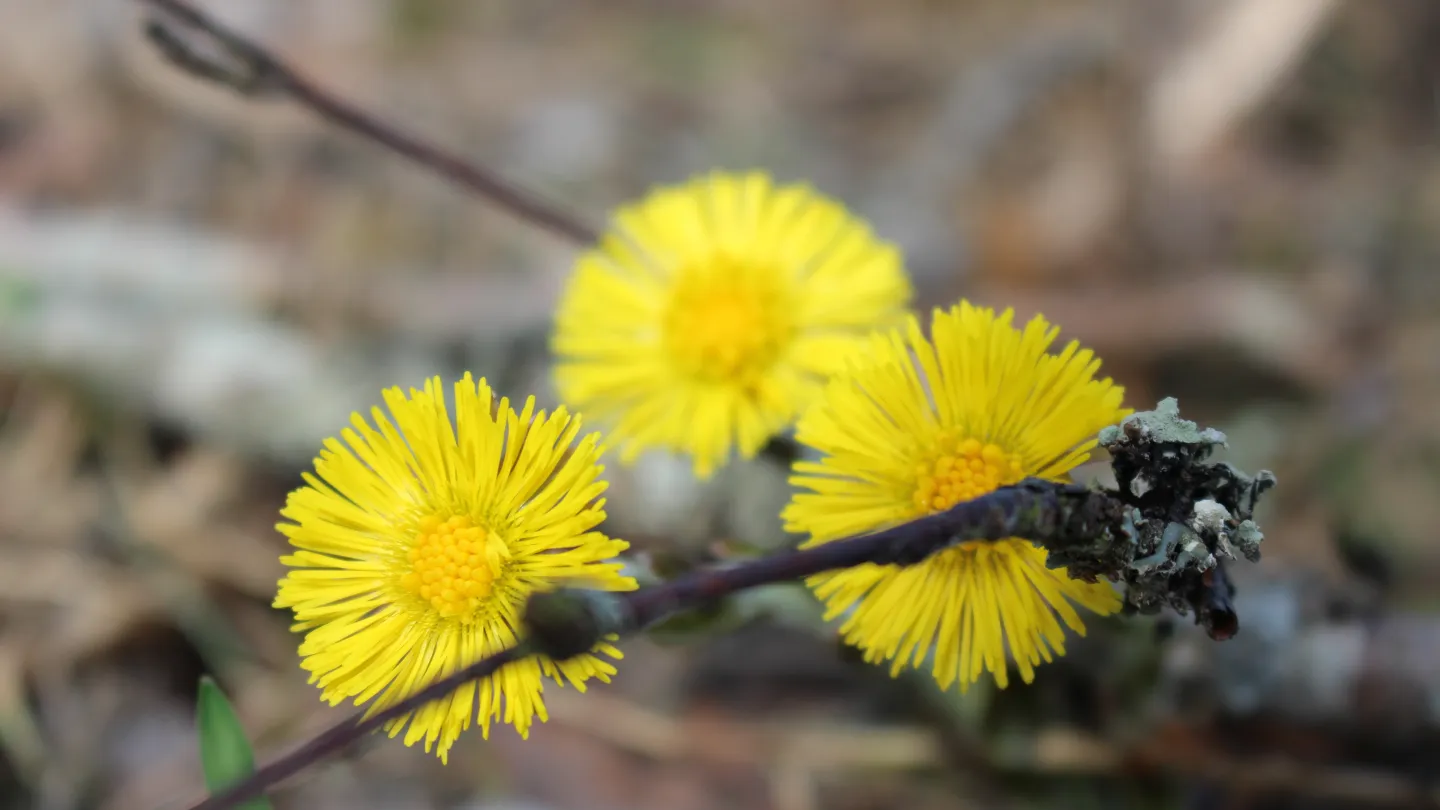 Färgbild - tussilago i närbild