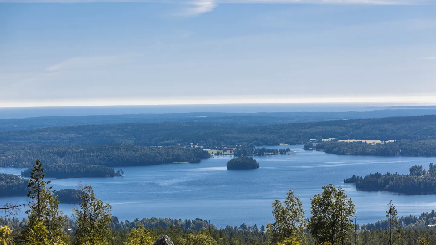 utsikt över skog och vatten