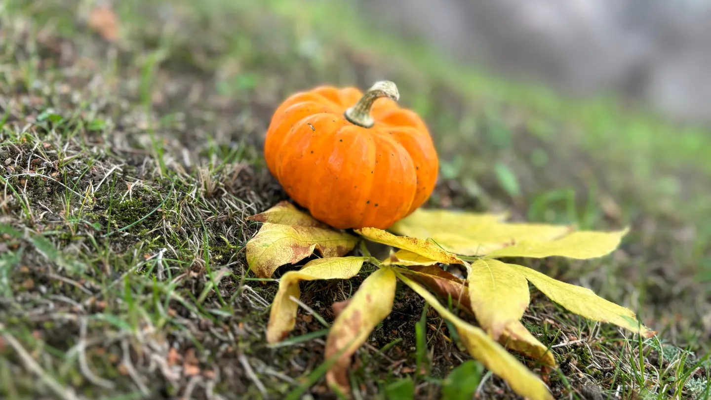 Färgbild - närbild på höstlöv och pumpafrukt.