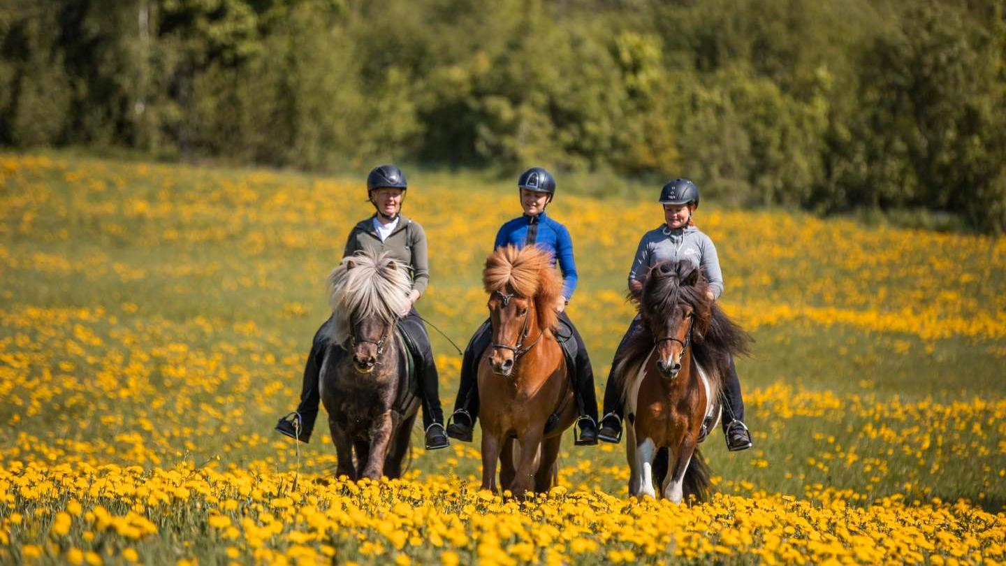 Färgbild - tre ryttare till häst på blomsteräng