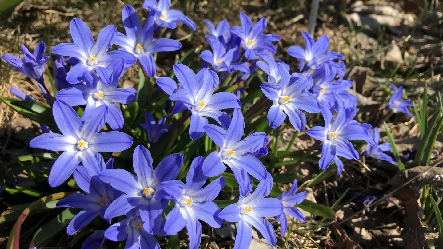 Färgbild - blå vårblommor skillor